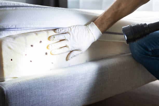 Best Flea Control Services  in Versailles, KY
